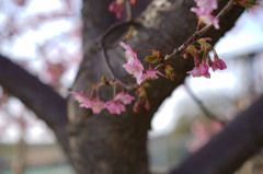 はらり