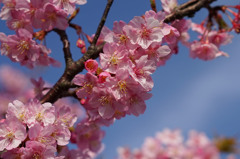 桜玉