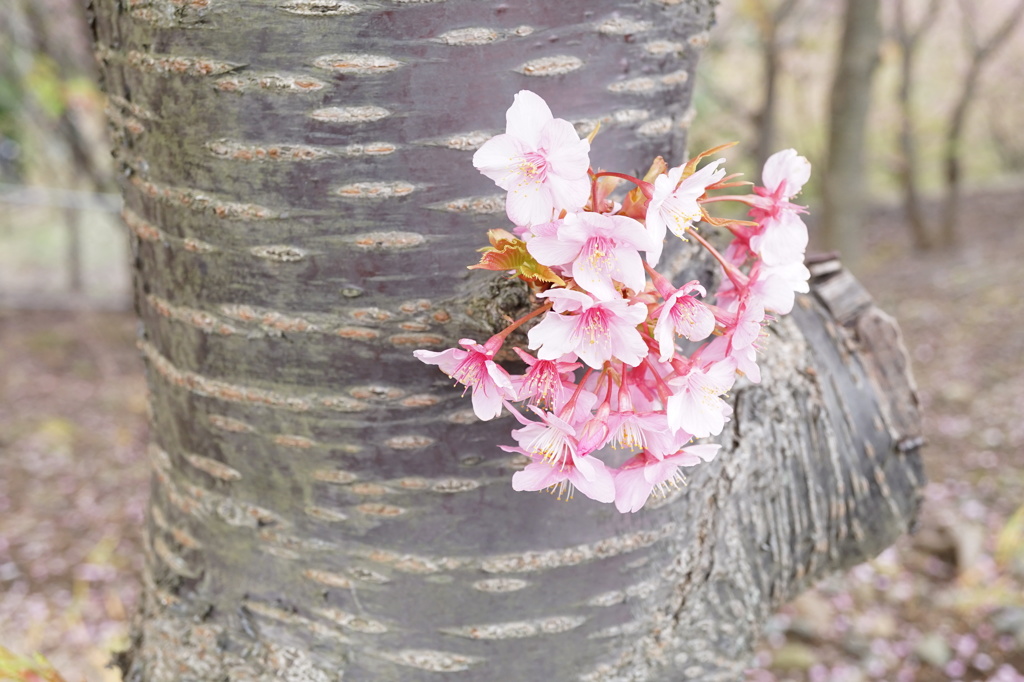 桜
