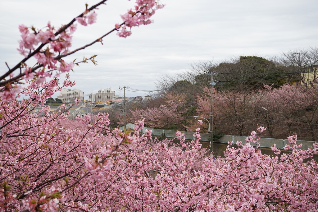 桜