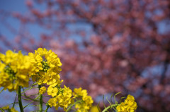 菜の花