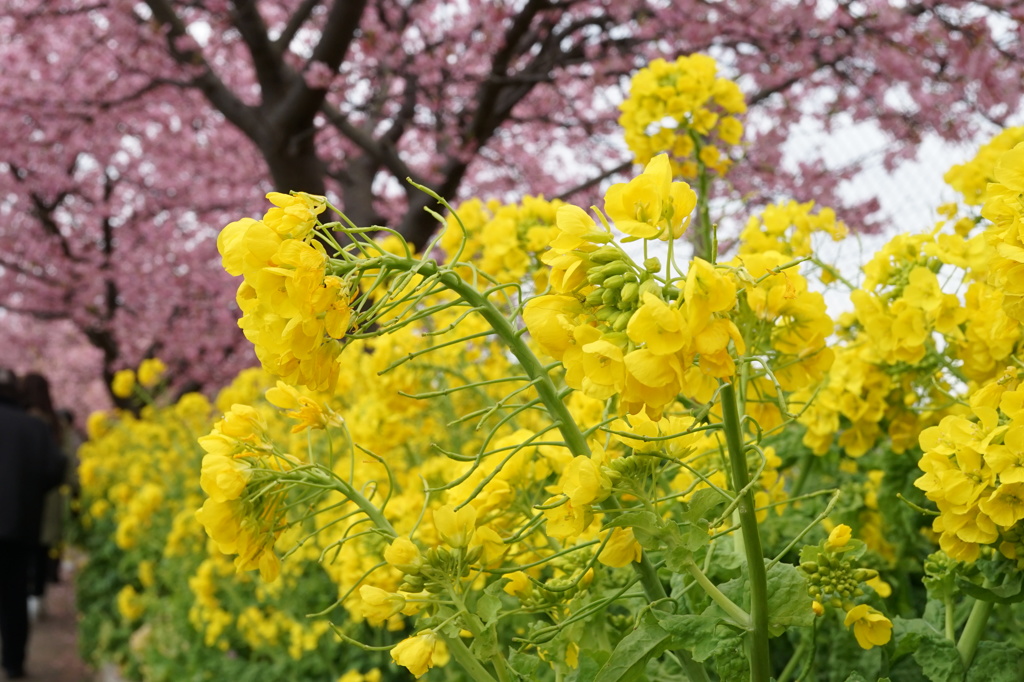 桜