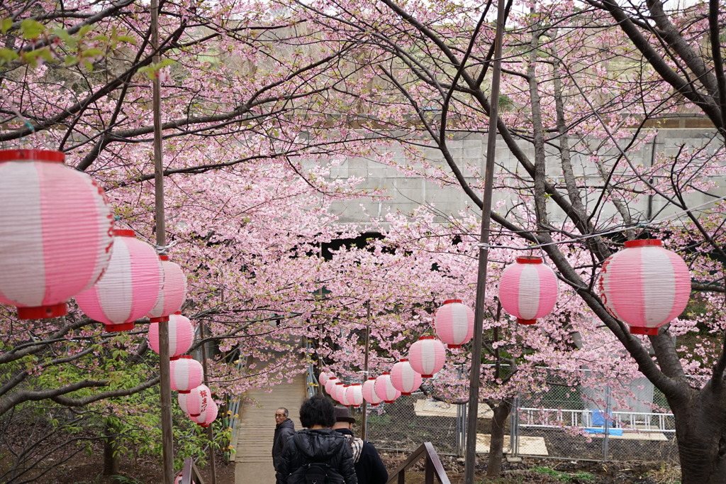 桜
