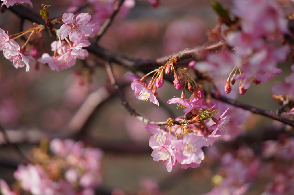 桜