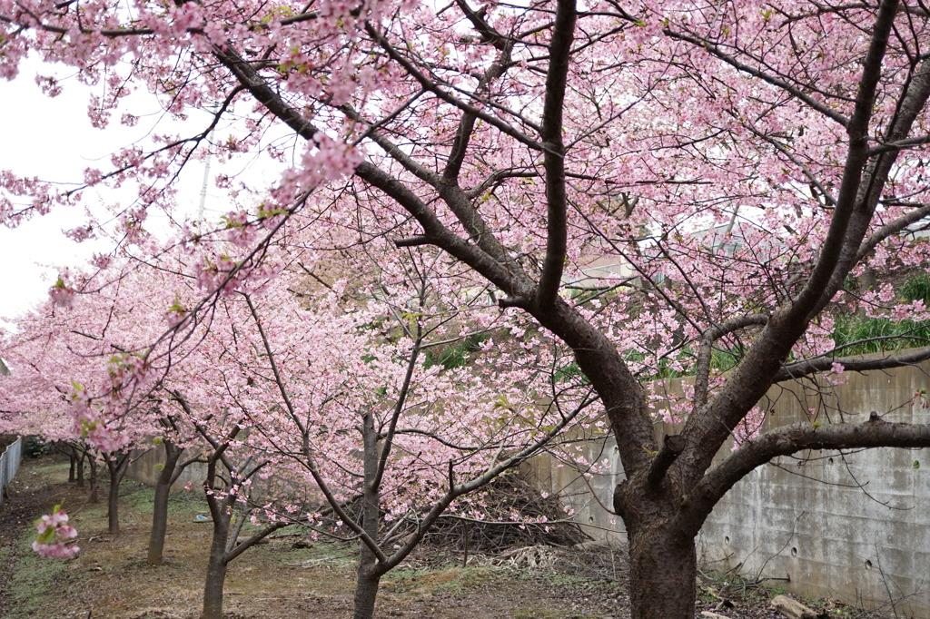 桜