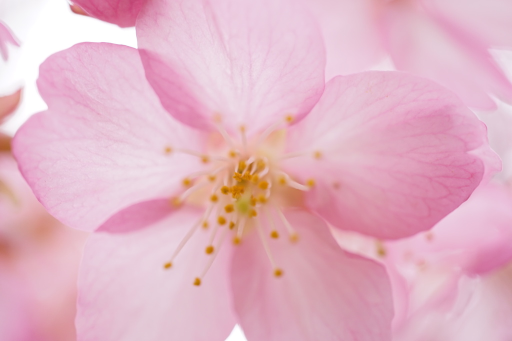 桜