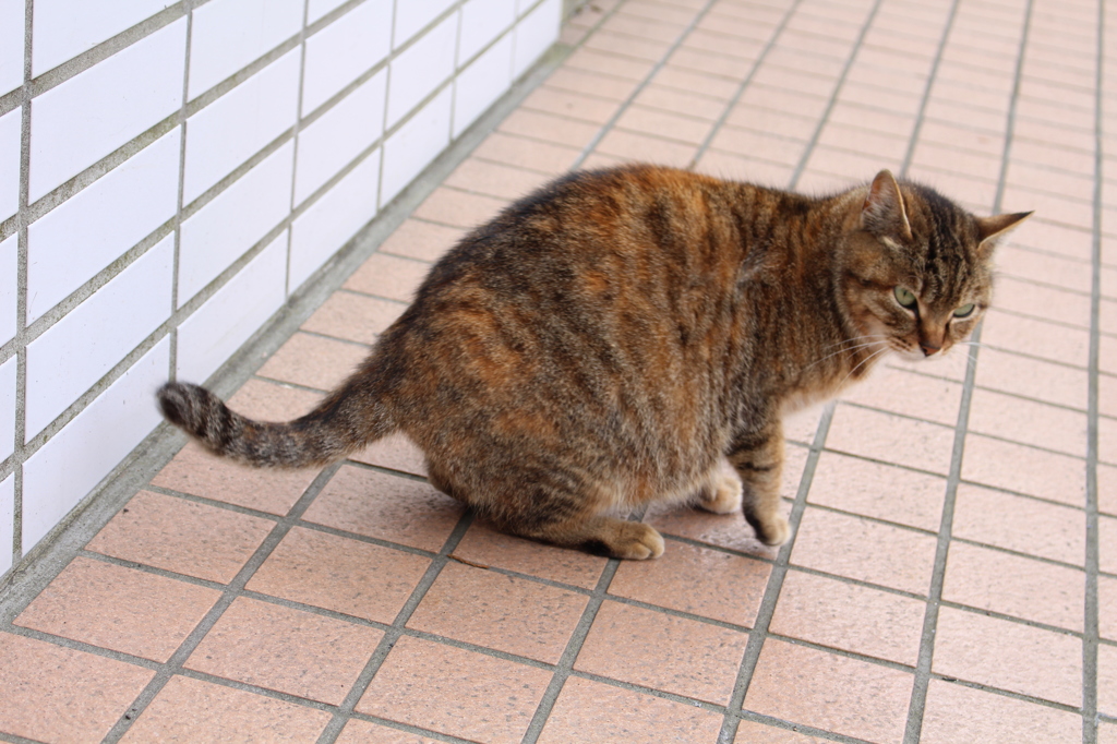 仙石原の野良猫