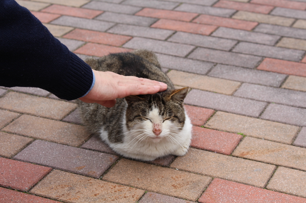 御殿場アウトレットの野良猫