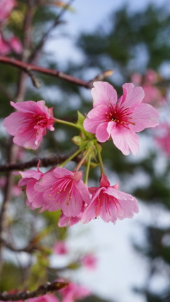 沖縄の桜