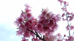 沖縄の桜