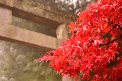 紅葉の頃