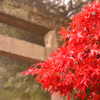 紅葉の頃
