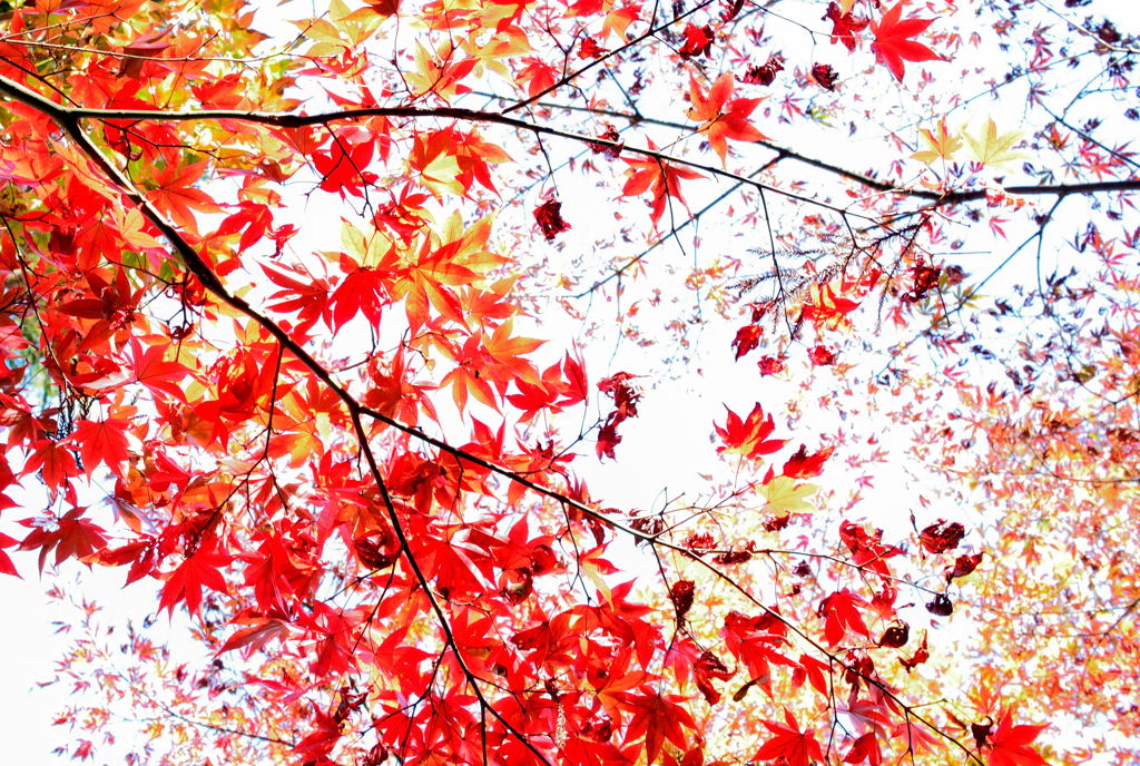 Autumn colours