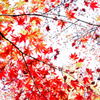 Autumn colours
