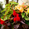 flower arrangement