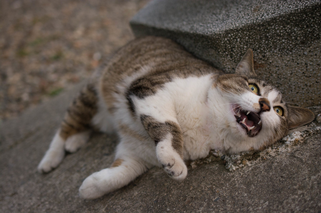 見たな！