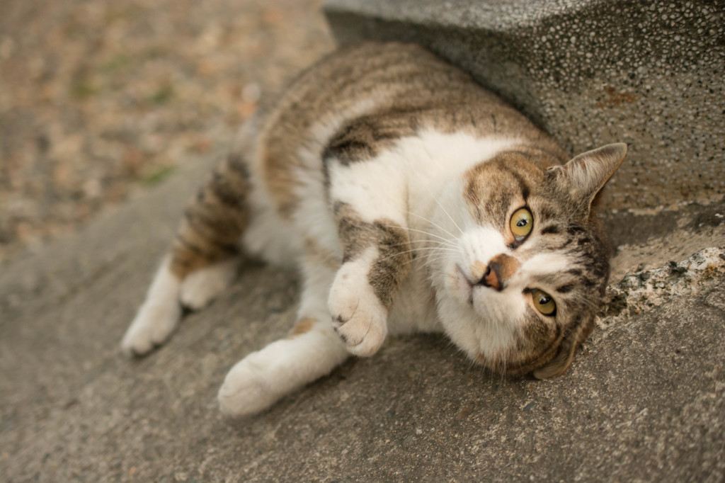 ちょっとダルいお手