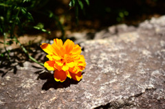 一輪の花