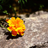 一輪の花