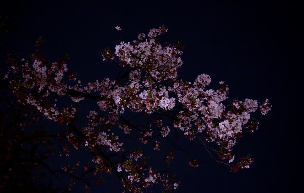 夜桜
