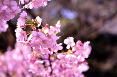 満開桜ー新宿御苑