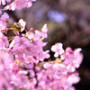 満開桜ー新宿御苑