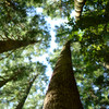 木々の背比べ