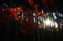 花園渓谷―紅葉