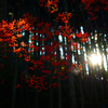 花園渓谷―紅葉