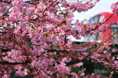 河津桜