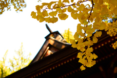 花園神社×イチョウ