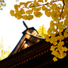 花園神社×イチョウ