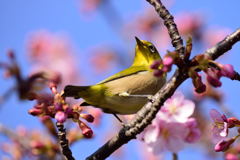 河津桜×メジロ