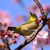河津桜×メジロ