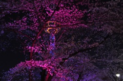 夜桜