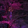 夜桜