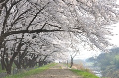 桜道