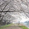 桜道