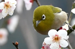 初の野鳥撮影