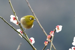 初の野鳥撮影
