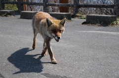 きつねさん