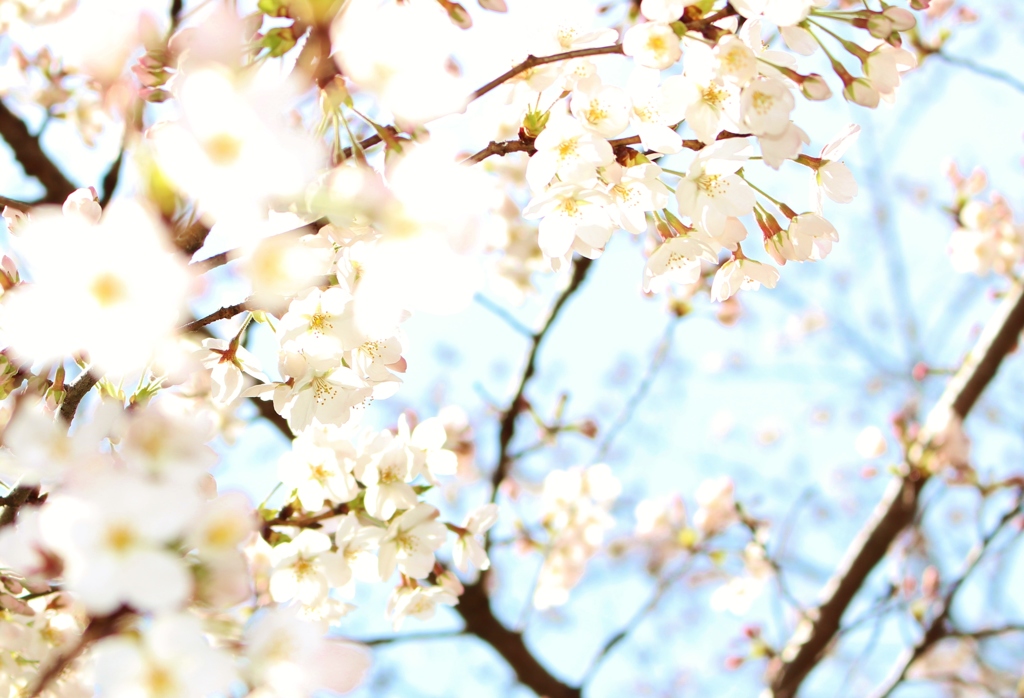 降り注ぐ花びら