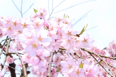 春の訪れ