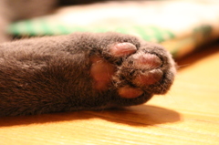 麗しの肉球