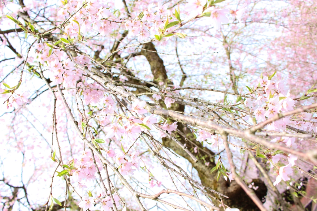 桜を浴びる
