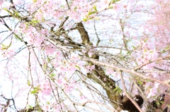 桜を浴びる