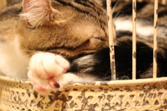 夢であそぼう