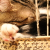 夢であそぼう