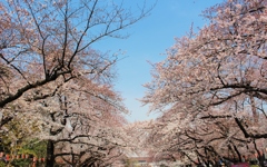迎える春に