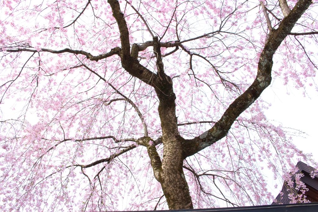 空いっぱいの